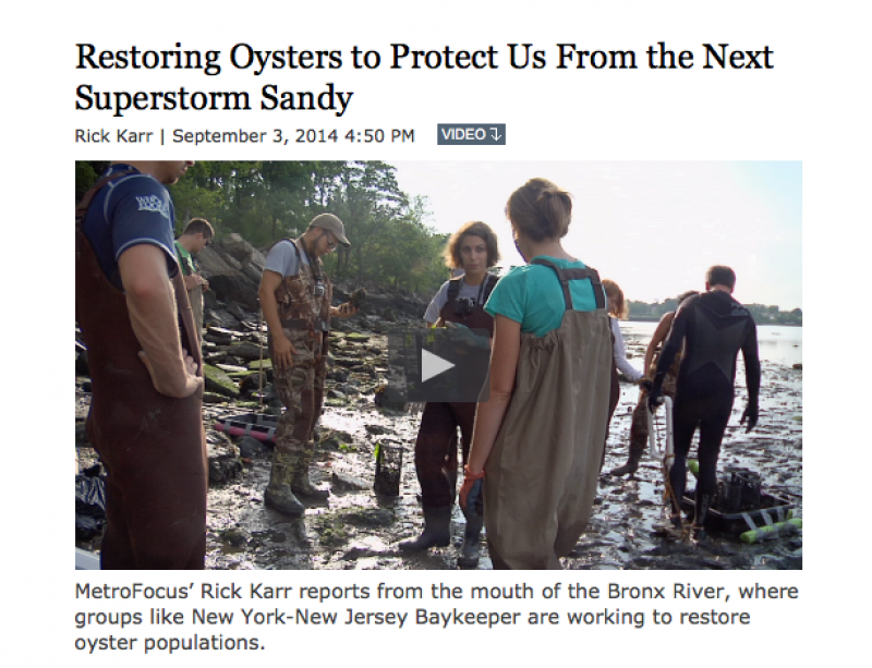 Bonsci Films News Restoring Oysters to Protect Us From the Next Superstorm Sandy