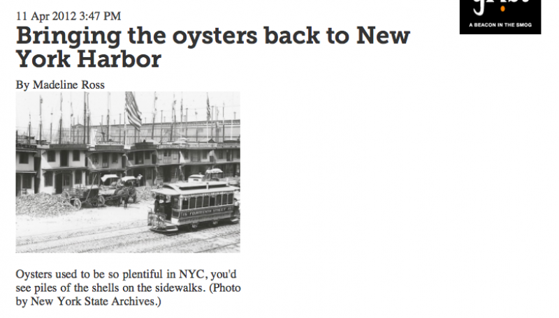Bonsci Films News Bringing the Oysters Back to New York Harbor